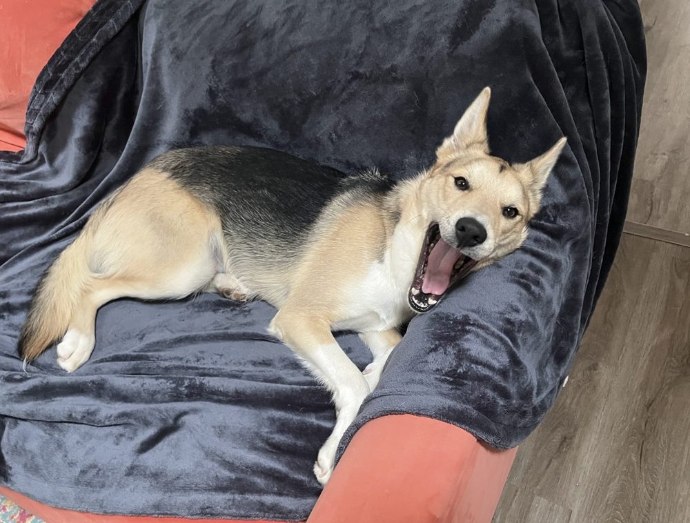 Atlas, a black and tan shepherd mix, mid-yawn on a navy blanket draped over a coral couch.