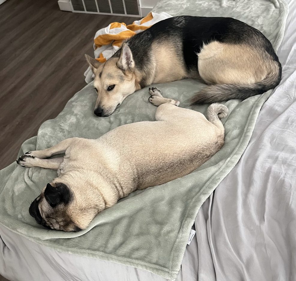 Atlas, a black and tan shepherd mix, and Luna, a fawn pug, asleep together on a sage blanket on the bed.