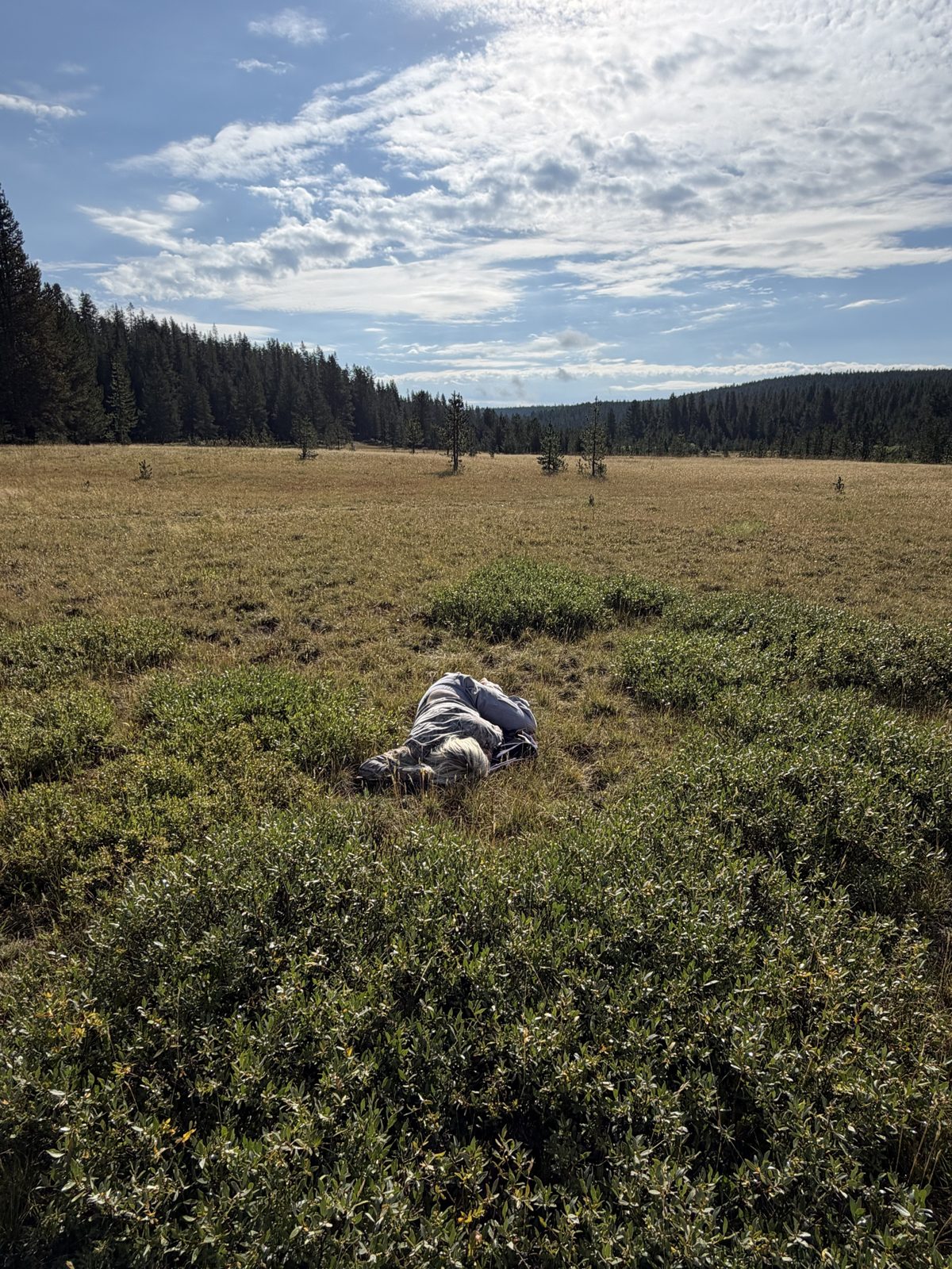 Nikyla curled up asleep in the middle of a wide golden meadow, pine forest and a huge cloudy sky all around.